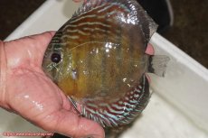 画像1: 【30周年記念セール対象個体】【ワイルドディスカス】【通販】【紅赤必至の産地】ラーゴイナヌ　タイプレッドエディ【個体販売】15-16ｃｍ（生体）ラーゴイナヌ産 (1)