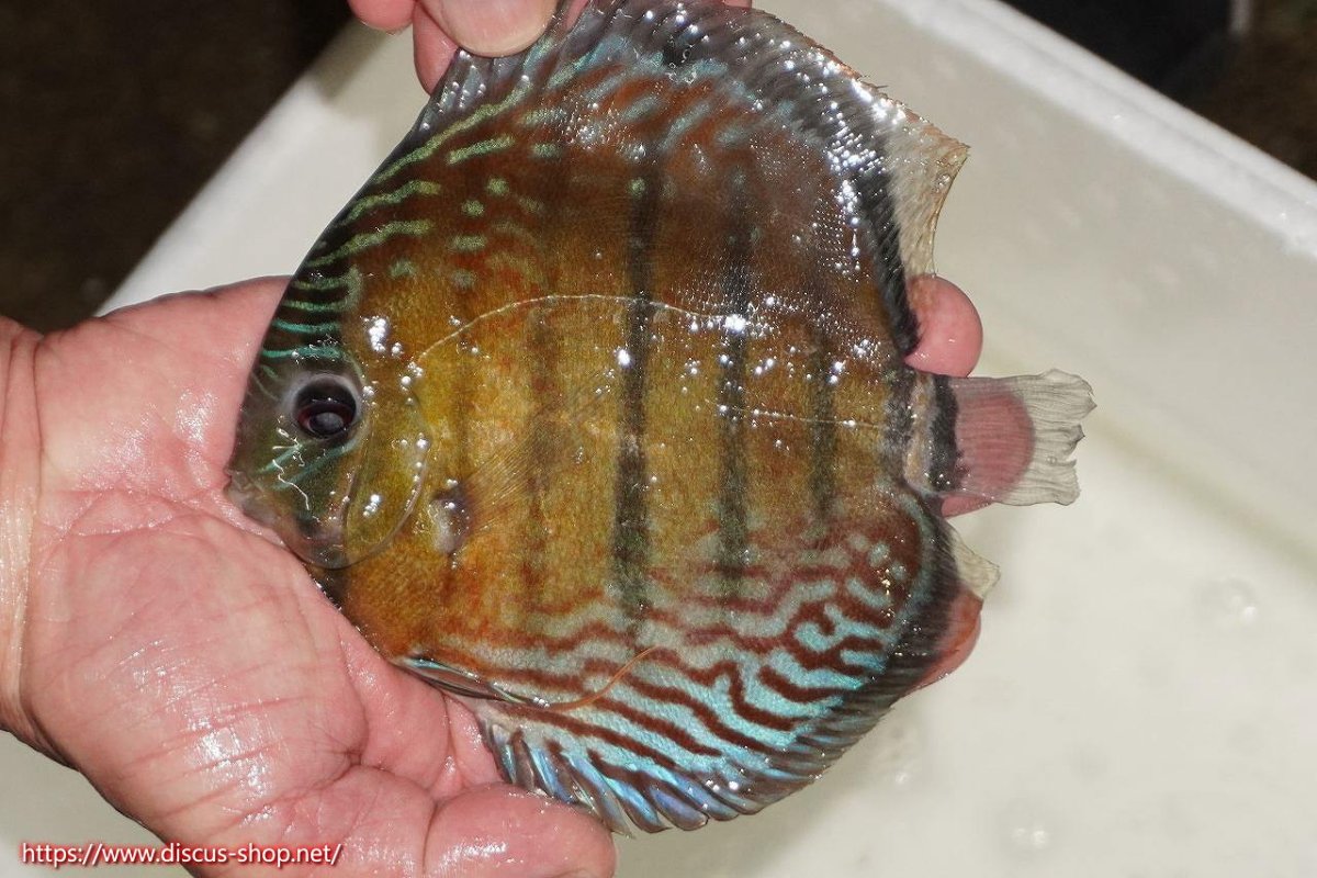 画像1: 【30周年記念セール対象個体】【ワイルドディスカス】【通販】【紅赤必至の産地】ラーゴイナヌ　タイプレッドエディ【個体販売】15-16ｃｍ（生体）ラーゴイナヌ産 (1)