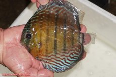 画像1: 【30周年記念セール対象個体】【ワイルドディスカス】【通販】【紅赤必至の産地】ラーゴイナヌ　タイプレッドエディ【個体販売】15-16ｃｍ（生体）ラーゴイナヌ産 (1)