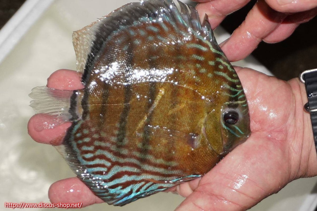 画像2: 【30周年記念セール対象個体】【ワイルドディスカス】【通販】【紅赤必至の産地】ラーゴイナヌ　タイプレッドエディ【個体販売】15-16ｃｍ（生体）ラーゴイナヌ産 (2)