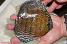 画像2: 【30周年記念セール対象個体】【ワイルドディスカス】【通販】【紅赤必至の産地】ラーゴイナヌ　タイプレッドエディ【個体販売】15-16ｃｍ（生体）ラーゴイナヌ産 (2)