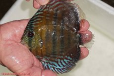 画像1: 【30周年記念セール対象個体】【ワイルドディスカス】【通販】【紅赤必至の産地】ラーゴイナヌ　タイプレッドエディ【個体販売】15-16ｃｍ（生体）ラーゴイナヌ産 (1)