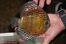 画像2: 【30周年記念セール対象個体】【ワイルドディスカス】【通販】【紅赤必至の産地】ラーゴイナヌ　タイプレッドエディ（金目）【個体販売】15-16ｃｍ（生体）ラーゴイナヌ産 (2)