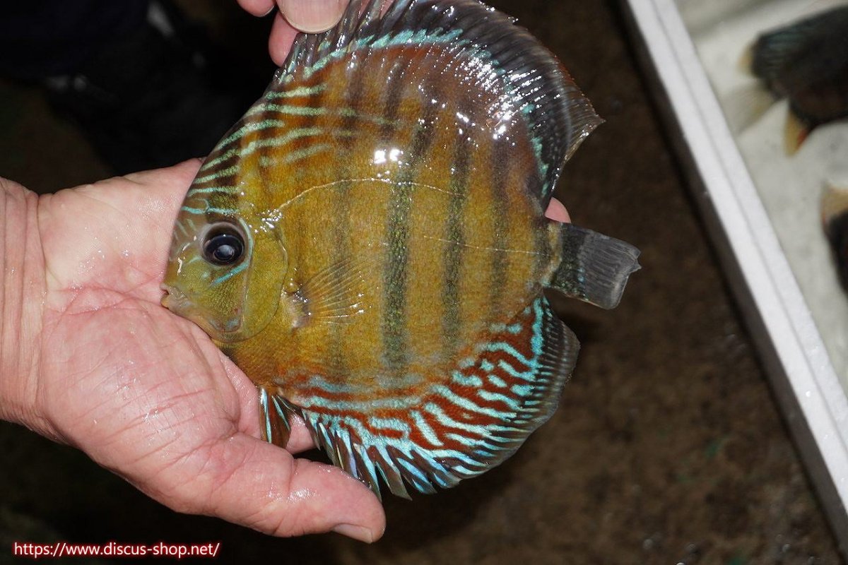 画像1: 【30周年記念セール対象個体】【ワイルドディスカス】【通販】【紅赤必至の産地】ラーゴイナヌ　タイプレッドエディ（金目）【個体販売】15-16ｃｍ（生体）ラーゴイナヌ産 (1)