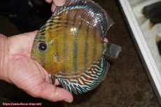 画像1: 【30周年記念セール対象個体】【ワイルドディスカス】【通販】【紅赤必至の産地】ラーゴイナヌ　タイプレッドエディ（金目）【個体販売】15-16ｃｍ（生体）ラーゴイナヌ産 (1)