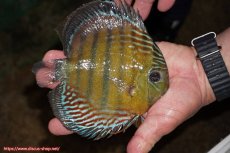 画像2: 【30周年記念セール対象個体】【ワイルドディスカス】【通販】【紅赤必至の産地】ラーゴイナヌ　タイプレッドエディ（金目）【個体販売】15-16ｃｍ（生体）ラーゴイナヌ産 (2)