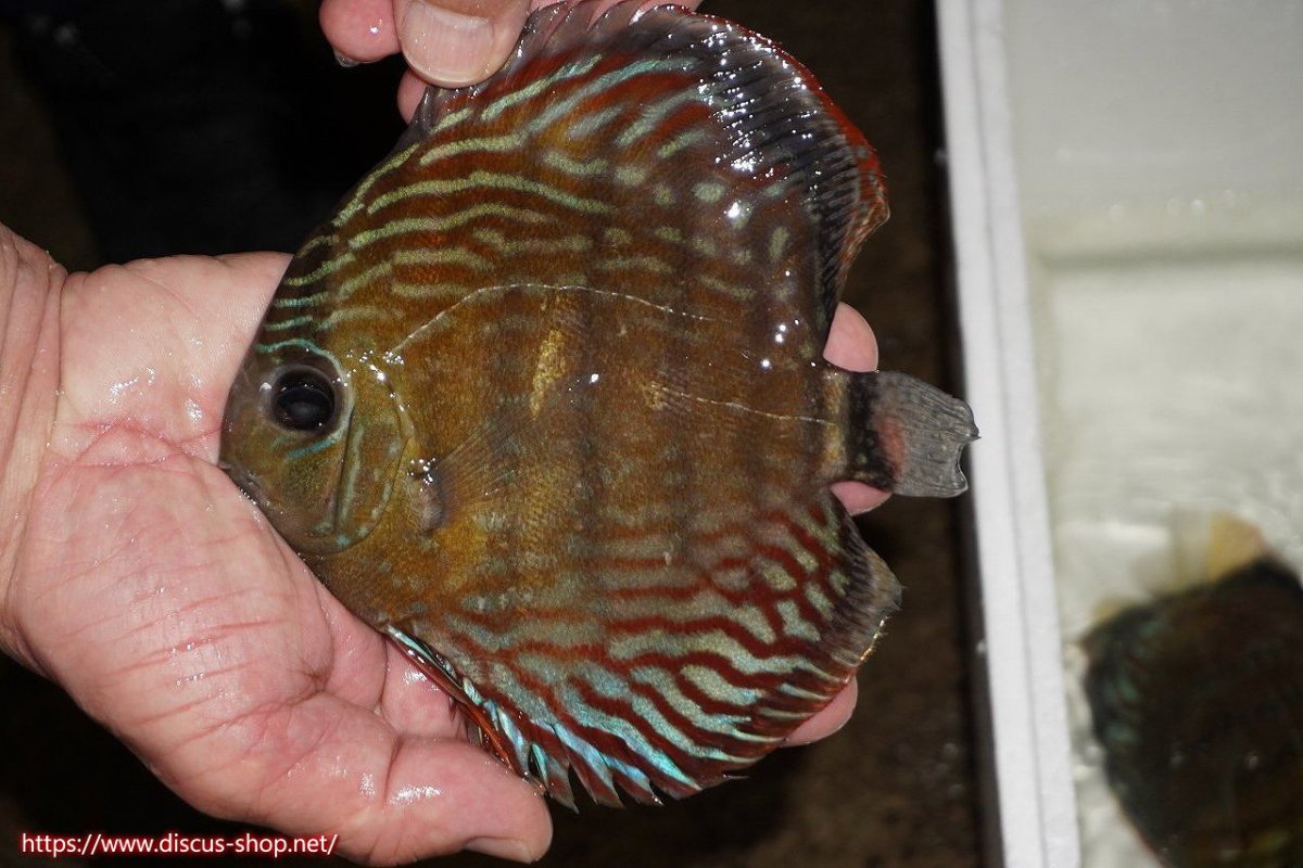 画像1: 【30周年記念セール対象個体】【ワイルドディスカス】【通販】【紅赤必至の産地】ラーゴイナヌ　タイプレッドエディ（金目）【個体販売】15-16ｃｍ（生体）ラーゴイナヌ産 (1)