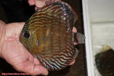 画像1: 【30周年記念セール対象個体】【ワイルドディスカス】【通販】【紅赤必至の産地】ラーゴイナヌ　タイプレッドエディ（金目）【個体販売】15-16ｃｍ（生体）ラーゴイナヌ産 (1)