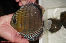 画像1: 【30周年記念セール対象個体】【ワイルドディスカス】【通販】【紅赤必至の産地】ラーゴイナヌ　タイプレッドエディ【個体販売】15-16ｃｍ（生体）ラーゴイナヌ産 (1)