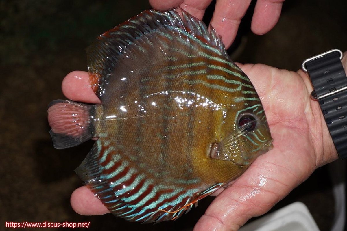 画像2: 【30周年記念セール対象個体】【ワイルドディスカス】【通販】【紅赤必至の産地】ラーゴイナヌ　タイプレッドエディ【個体販売】15-16ｃｍ（生体）ラーゴイナヌ産 (2)