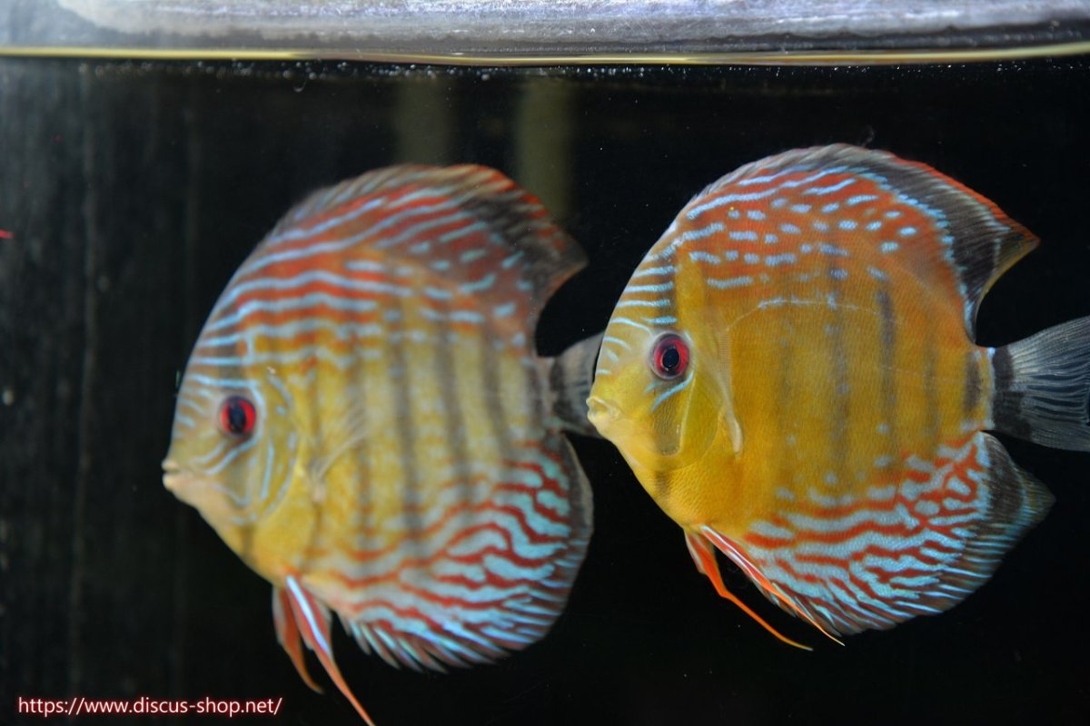 画像1: 【30周年記念セール対象個体】【ワイルドディスカス】【通販】【紅赤必至の産地】ラーゴイナヌ タイプレッドエディ♂ レッドデヴィル♀【個体ペア販売】15-16ｃｍ（生体）ラーゴイナヌ産 (1)