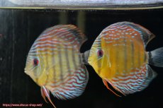 画像1: 【30周年記念セール対象個体】【ワイルドディスカス】【通販】【紅赤必至の産地】ラーゴイナヌ タイプレッドエディ♂ レッドデヴィル♀【個体ペア販売】15-16ｃｍ（生体）ラーゴイナヌ産 (1)