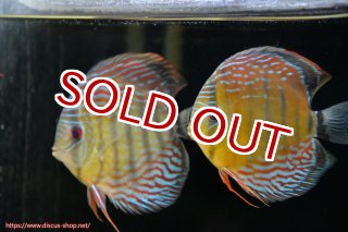 ワイルドディスカス ペア ディスカス ペア（鑑賞魚生体）｜熱帯魚 