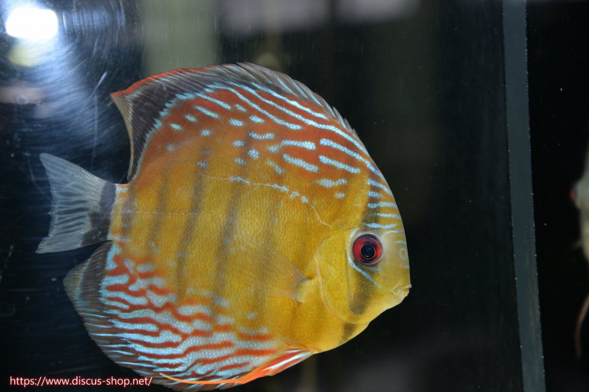 画像4: 【30周年記念セール対象個体】【ワイルドディスカス】【通販】【紅赤必至の産地】ラーゴイナヌ タイプレッドエディ♂ レッドデヴィル♀【個体ペア販売】15-16ｃｍ（生体）ラーゴイナヌ産 (4)