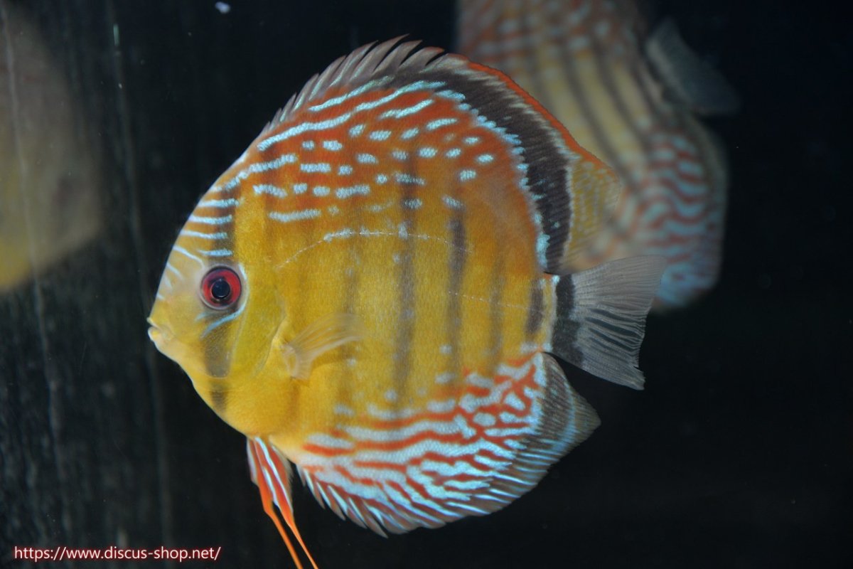 画像5: 【30周年記念セール対象個体】【ワイルドディスカス】【通販】【紅赤必至の産地】ラーゴイナヌ タイプレッドエディ♂ レッドデヴィル♀【個体ペア販売】15-16ｃｍ（生体）ラーゴイナヌ産 (5)