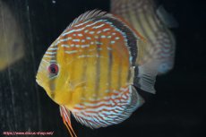 画像5: 【30周年記念セール対象個体】【ワイルドディスカス】【通販】【紅赤必至の産地】ラーゴイナヌ タイプレッドエディ♂ レッドデヴィル♀【個体ペア販売】15-16ｃｍ（生体）ラーゴイナヌ産 (5)