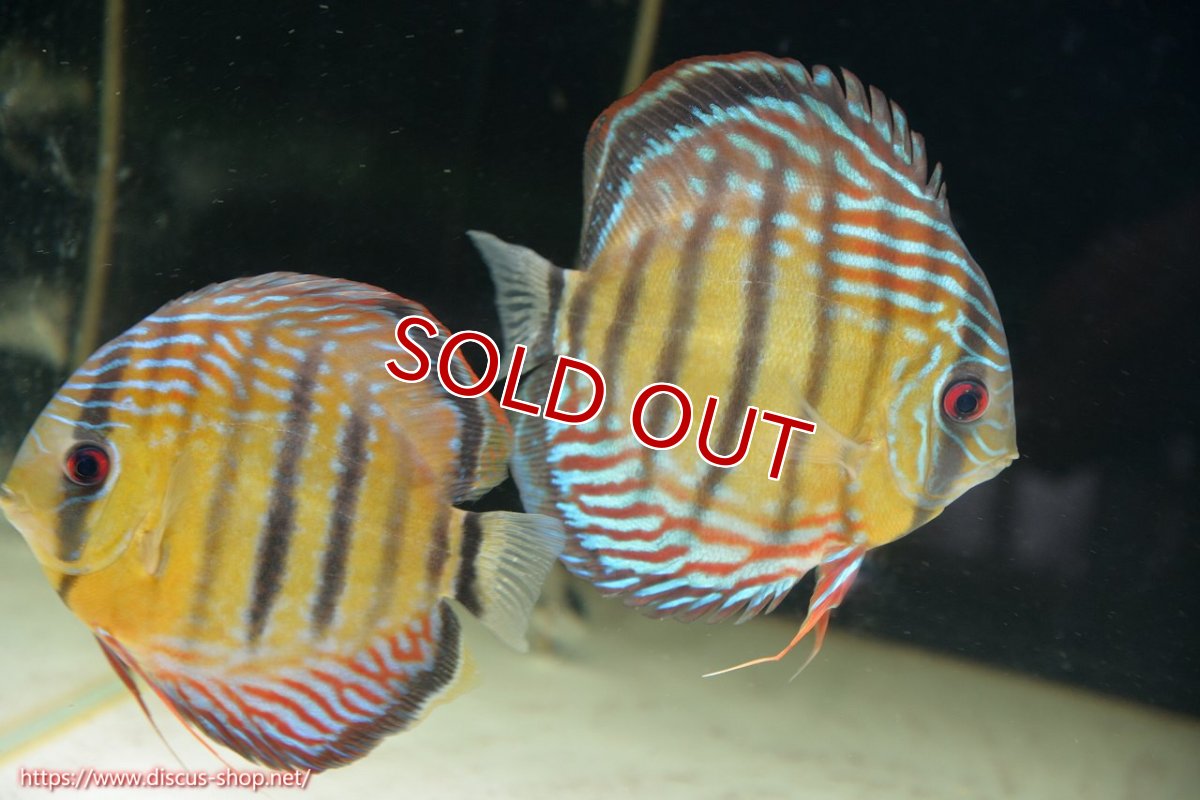 画像1: 【ワイルドディスカス】【通販】【紅赤必至の産地】ラーゴイナヌ タイプレッドエディ♂ レッドデヴィル♀【個体ペア販売】15-16ｃｍ（生体）ラーゴイナヌ産 (1)