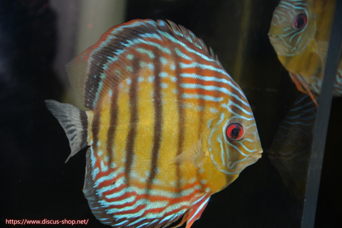 画像2: 【30周年記念セール対象個体】【ワイルドディスカス】【通販】【紅赤必至の産地】ラーゴイナヌ タイプレッドエディ♂ レッドデヴィル♀【個体ペア販売】15-16ｃｍ（生体）ラーゴイナヌ産 (2)