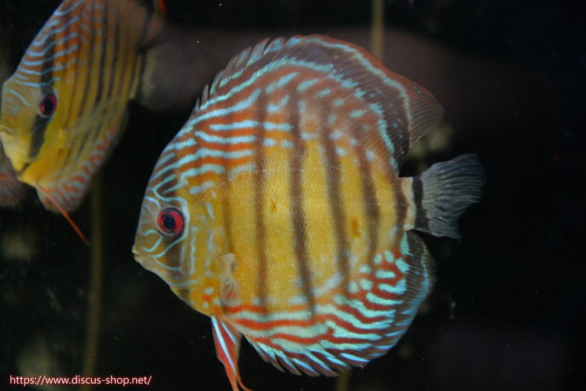 画像3: 【30周年記念セール対象個体】【ワイルドディスカス】【通販】【紅赤必至の産地】ラーゴイナヌ タイプレッドエディ♂ レッドデヴィル♀【個体ペア販売】15-16ｃｍ（生体）ラーゴイナヌ産 (3)