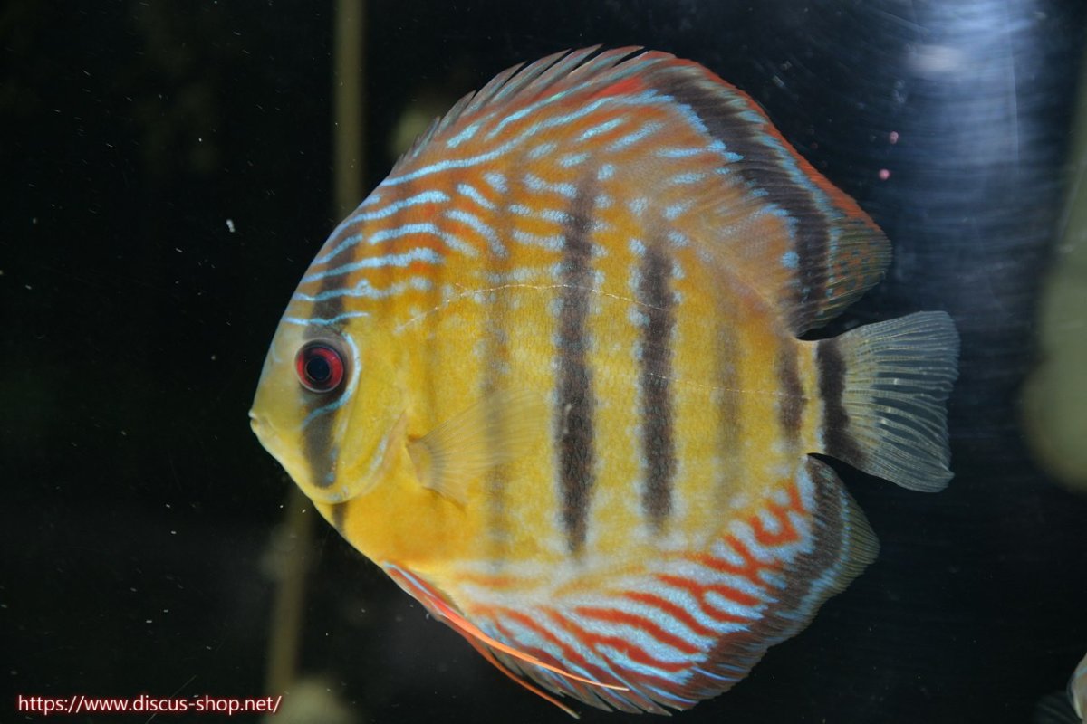 画像5: 【30周年記念セール対象個体】【ワイルドディスカス】【通販】【紅赤必至の産地】ラーゴイナヌ タイプレッドエディ♂ レッドデヴィル♀【個体ペア販売】15-16ｃｍ（生体）ラーゴイナヌ産 (5)