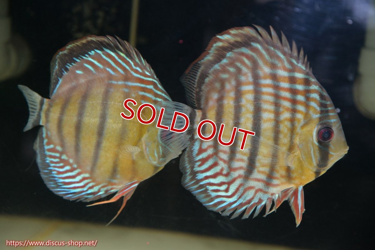 画像1: 【30周年記念セール対象個体】【ワイルドディスカス】【通販】【紅赤必至の産地】ラーゴイナヌ タイプレッドエディ♂ レッドデヴィル♀【個体ペア販売】15-16ｃｍ（生体）ラーゴイナヌ産 (1)