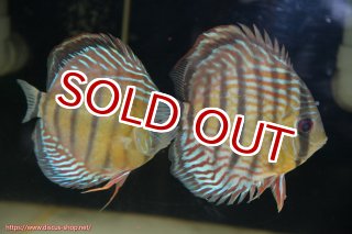 ディスカス\販売形式\個体ペア販売 - ペットバルーンEX ワイルド