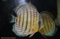 画像2: 【30周年記念セール対象個体】【ワイルドディスカス】【通販】【紅赤必至の産地】ラーゴイナヌ タイプレッドエディ♂ レッドデヴィル♀【個体ペア販売】15-16ｃｍ（生体）ラーゴイナヌ産 (2)