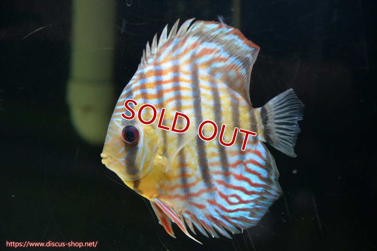 画像3: 【30周年記念セール対象個体】【ワイルドディスカス】【通販】【紅赤必至の産地】ラーゴイナヌ タイプレッドエディ♂ レッドデヴィル♀【個体ペア販売】15-16ｃｍ（生体）ラーゴイナヌ産 (3)