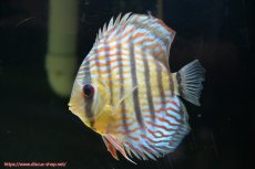 画像3: 【30周年記念セール対象個体】【ワイルドディスカス】【通販】【紅赤必至の産地】ラーゴイナヌ タイプレッドエディ♂ レッドデヴィル♀【個体ペア販売】15-16ｃｍ（生体）ラーゴイナヌ産 (3)