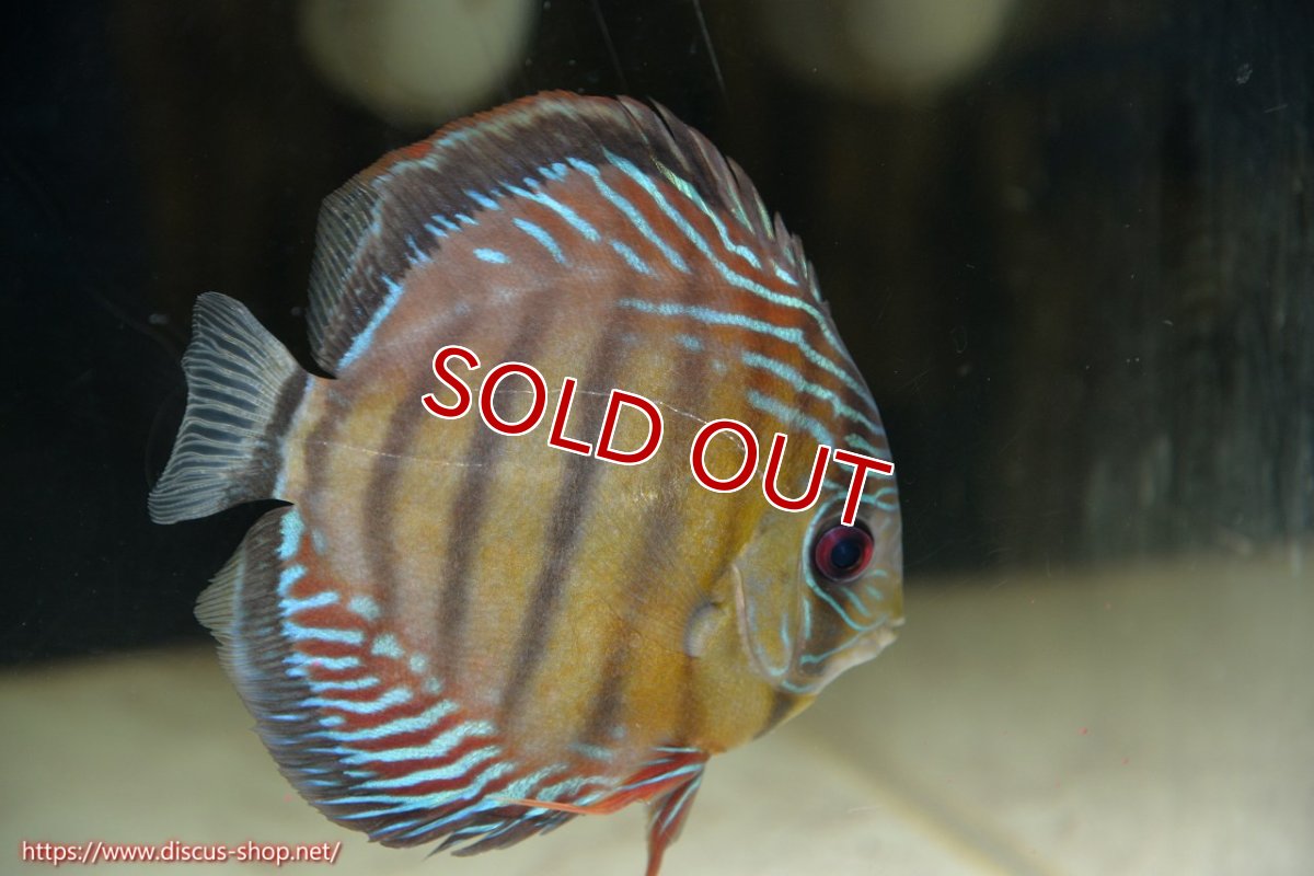 画像4: 【30周年記念セール対象個体】【ワイルドディスカス】【通販】【紅赤必至の産地】ラーゴイナヌ タイプレッドエディ♂ レッドデヴィル♀【個体ペア販売】15-16ｃｍ（生体）ラーゴイナヌ産 (4)