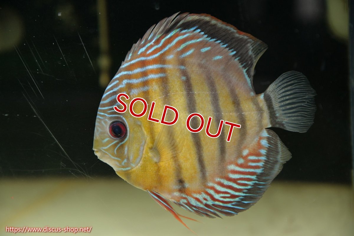 画像5: 【30周年記念セール対象個体】【ワイルドディスカス】【通販】【紅赤必至の産地】ラーゴイナヌ タイプレッドエディ♂ レッドデヴィル♀【個体ペア販売】15-16ｃｍ（生体）ラーゴイナヌ産 (5)