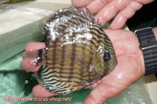 画像2: 【ワイルドディスカス】【通販】ラーゴイナヌタイプロイヤルレッドエディ【個体販売】15cm（生体）ラーゴイナヌ産 (2)