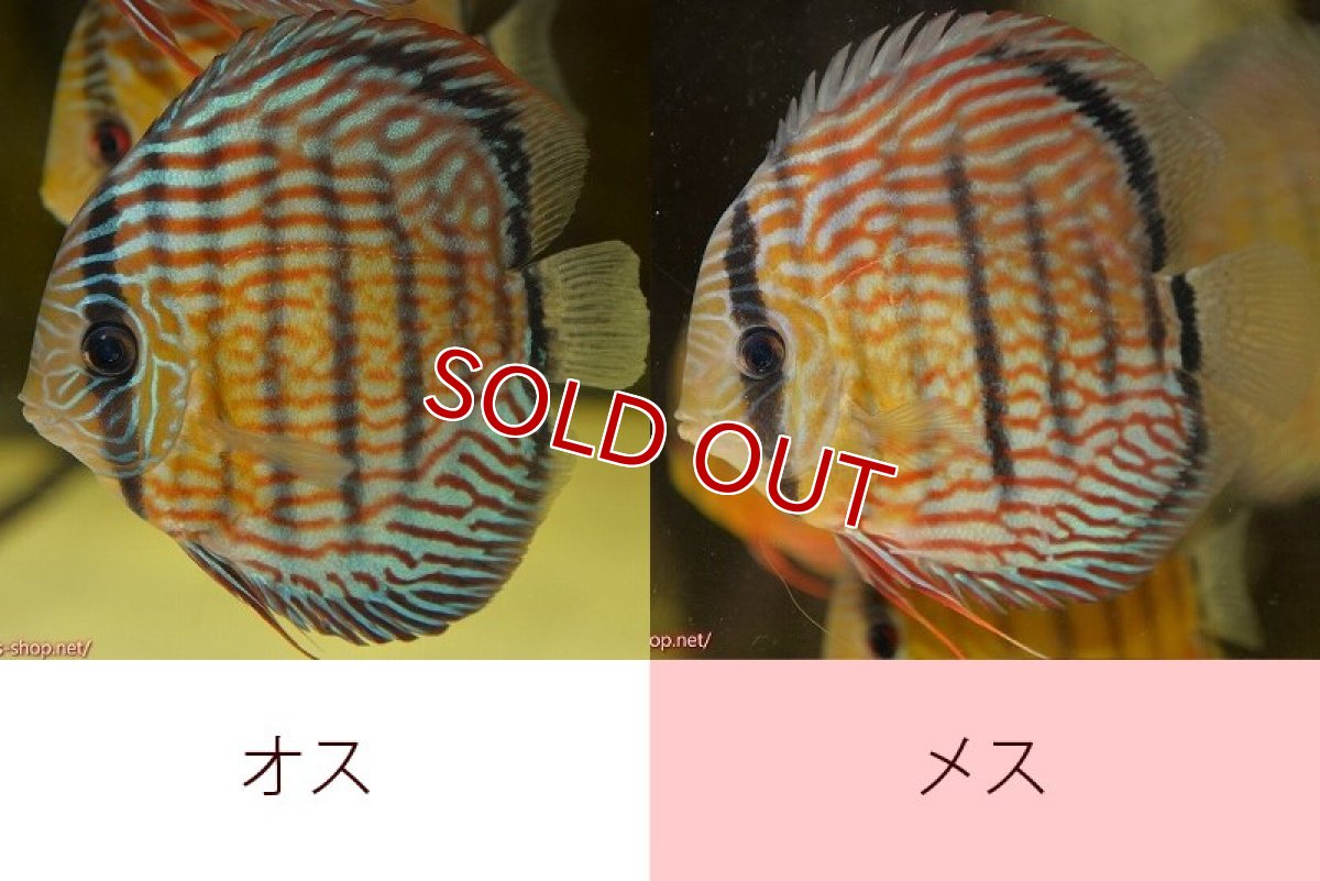 画像1: 【ワイルドディスカス】【通販】ラーゴイナヌタイプロイヤルレッドエディ（金目）【個体ペア販売】15cm（生体）ラーゴイナヌ産 (1)