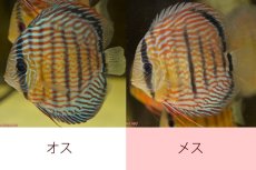 画像1: 【ワイルドディスカス】【通販】ラーゴイナヌタイプロイヤルレッドエディ（金目）【個体ペア販売】15cm（生体）ラーゴイナヌ産 (1)