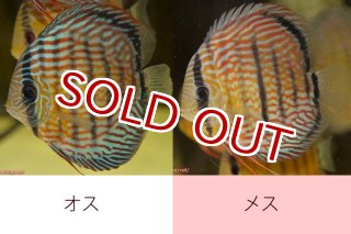 ディスカス\販売形式\個体ペア販売 - ペットバルーンEX ワイルド