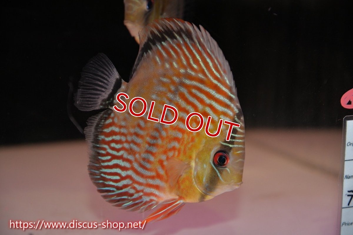 画像2: 【クーポン対象個体 1匹購入で10%OFF 2匹購入で15%OFF 3匹購入で20%OFF】【ワイルドディスカス】【通販】【激レア ヤングスターサイズ】ラーゴイナヌタイプロイヤルレッドエディ　ヤングスター【個体販売】13-14cm（生体）ラーゴイナヌ産 (2)