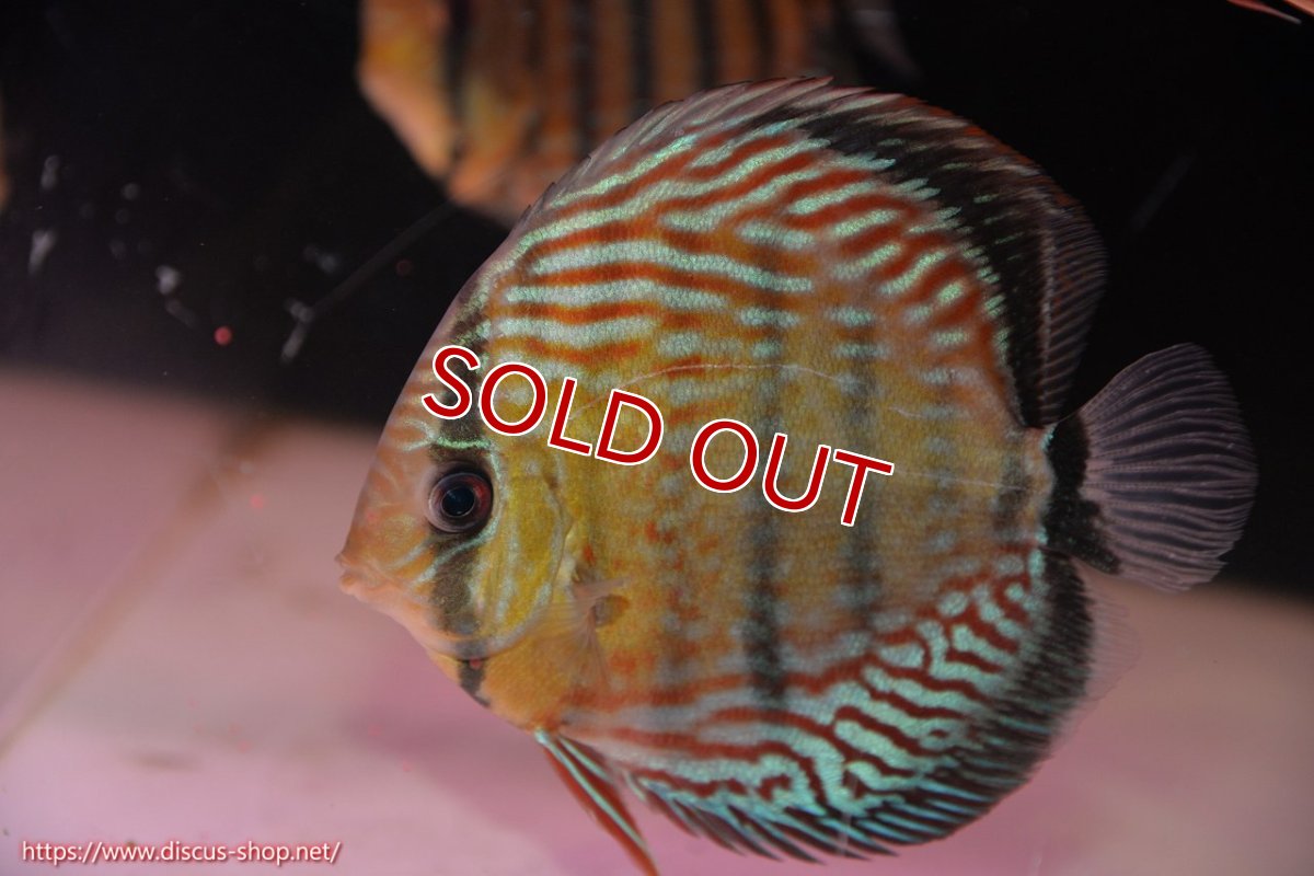 画像2: 【クーポン対象個体 1匹購入で10%OFF 2匹購入で15%OFF 3匹購入で20%OFF】【ワイルドディスカス】【通販】【激レア ヤングスターサイズ】ラーゴイナヌタイプロイヤルレッドエディ　ヤングスター【個体販売】13-14cm（生体）ラーゴイナヌ産 (2)