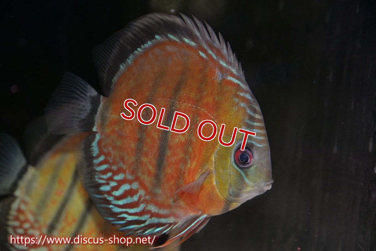 画像1: 【水槽整理のため完全在庫処分　2匹以上ご購入で合計金額から50％OFF】【ワイルドディスカス】【通販】ラーゴイナヌレッドデヴィル【個体販売】15cm（生体）ラーゴイナヌ産 (1)