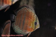画像3: 【サマーセール対象個体　２匹以上でクーポンご利用で20％OFF】【ワイルドディスカス】【通販】ラーゴイナヌレッドデヴィル【個体販売】15cm（生体）ラーゴイナヌ産 (3)