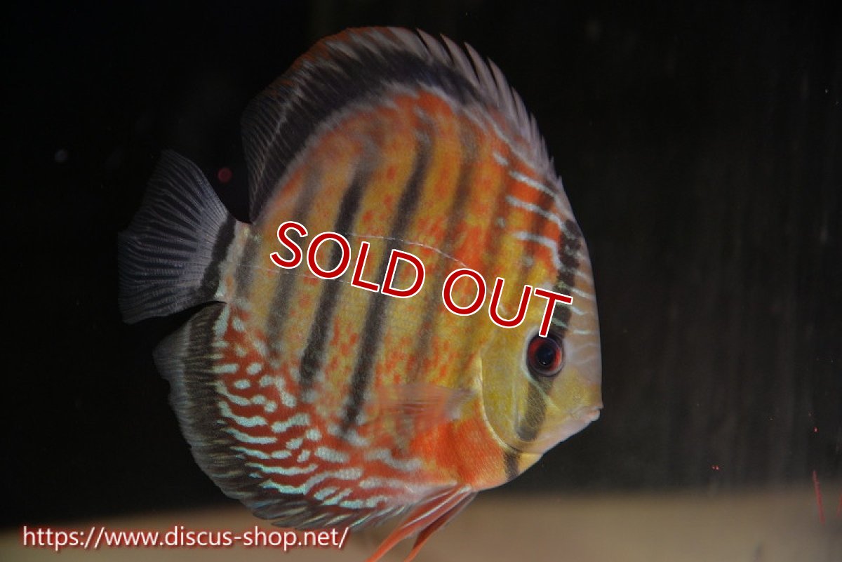 画像1: 【水槽整理のため完全在庫処分　2匹以上ご購入で合計金額から50％OFF】【ワイルドディスカス】【通販】ラーゴイナヌレッドデヴィル【個体販売】15cm（生体）ラーゴイナヌ産 (1)