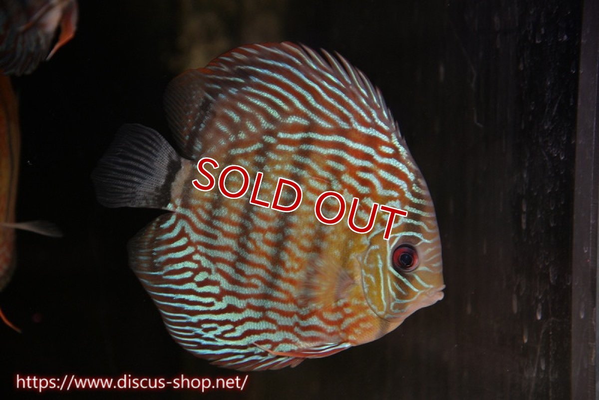 画像1: 【1匹購入で15％OFFクーポン対象個体　さらに2匹以上ご購入で合計金額から20％OFF】【ワイルドディスカス】【通販】ラーゴイナヌタイプロイヤルレッドエディ【個体販売】15cm（生体）ラーゴイナヌ産 (1)