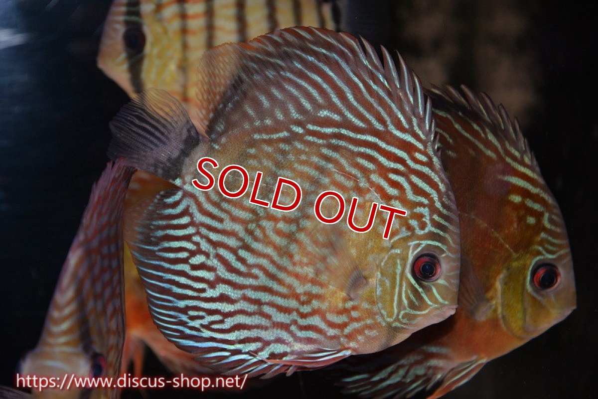 画像3: 【1匹購入で15％OFFクーポン対象個体　さらに2匹以上ご購入で合計金額から20％OFF】【ワイルドディスカス】【通販】ラーゴイナヌタイプロイヤルレッドエディ【個体販売】15cm（生体）ラーゴイナヌ産 (3)