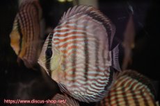 画像4: 【ワイルドディスカス】【通販】ラーゴイナヌタイプロイヤルレッドエディ【個体販売】14cm（生体）ラーゴイナヌ産 (4)