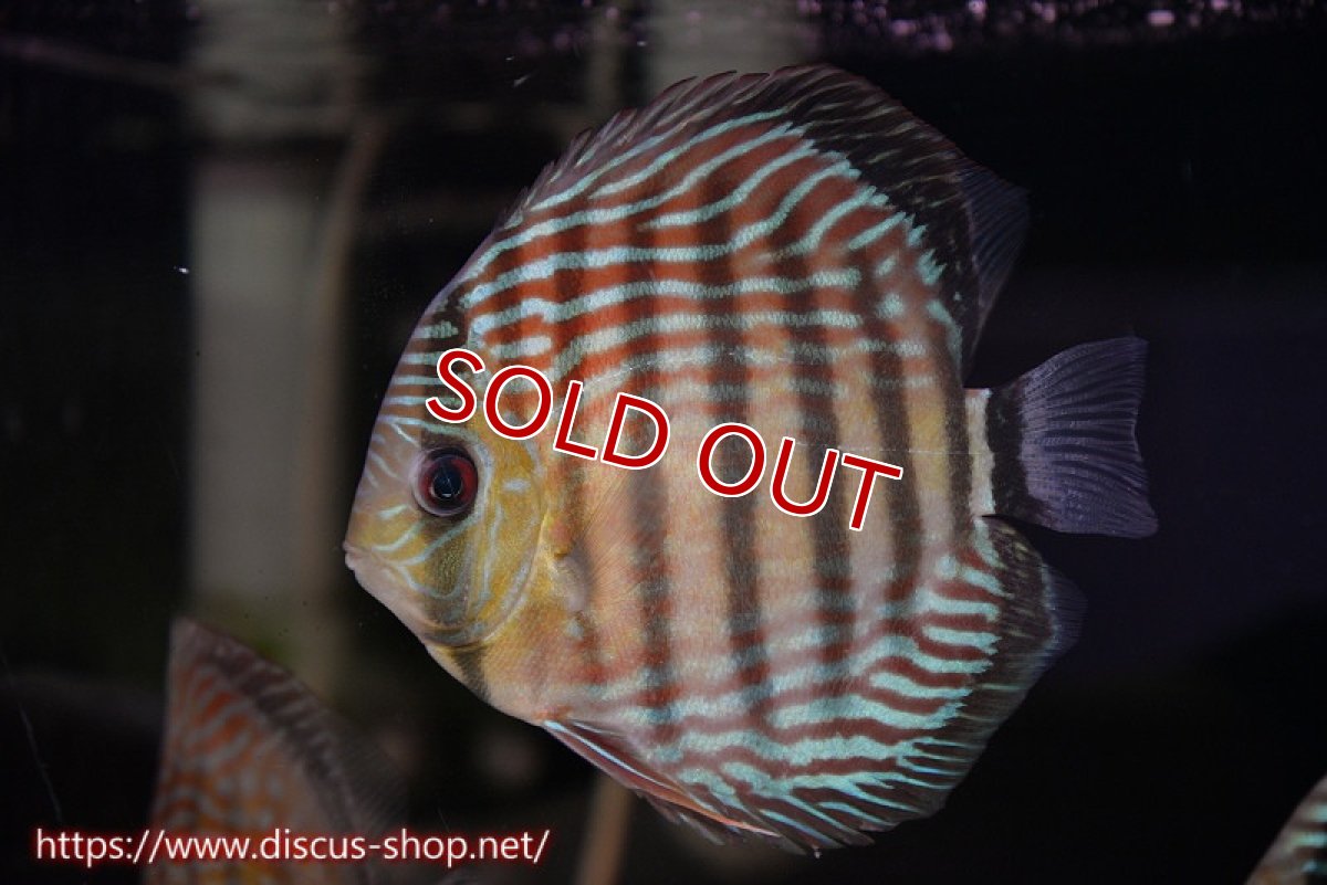 画像4: 【サマーセール対象個体　２匹以上でクーポンご利用で20％OFF】【ワイルドディスカス】【通販】ラーゴイナヌタイプロイヤルレッドエディ【個体販売】15cm（生体）ラーゴイナヌ産 (4)