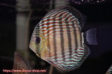 画像4: 【サマーセール対象個体　２匹以上でクーポンご利用で20％OFF】【ワイルドディスカス】【通販】ラーゴイナヌタイプロイヤルレッドエディ【個体販売】15cm（生体）ラーゴイナヌ産 (4)