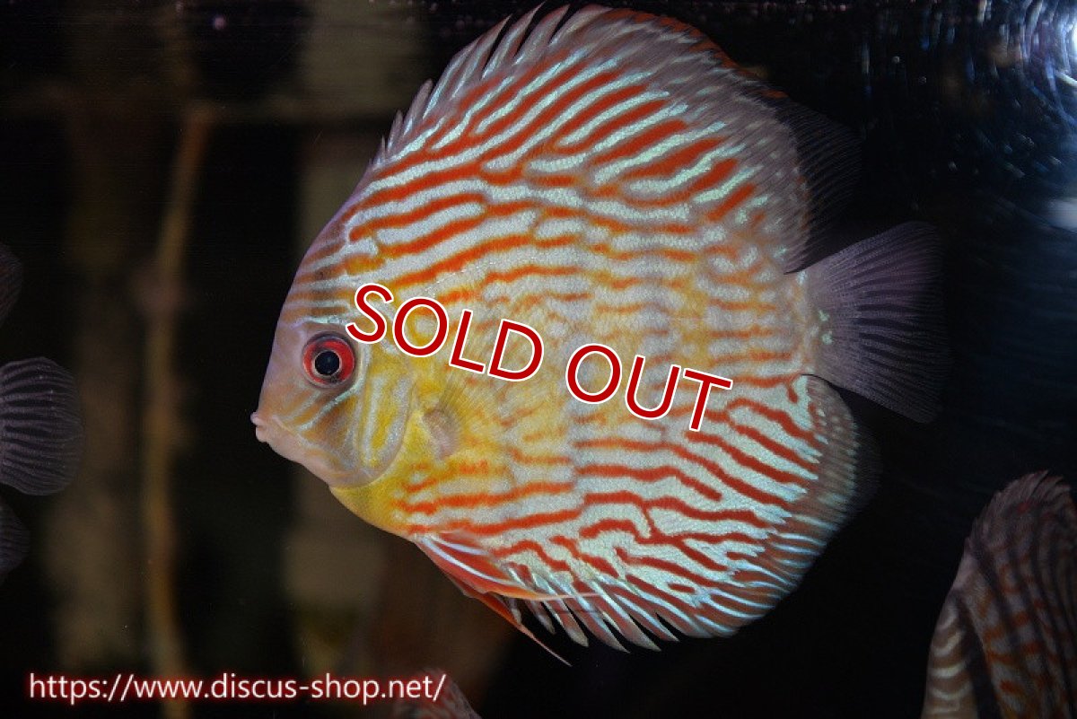 画像2: 【水槽整理のため完全在庫処分　2匹以上ご購入で合計金額から50％OFF】【ワイルドディスカス】【通販】ラーゴイナヌタイプロイヤルレッドエディ【個体販売】15cm（生体）ラーゴイナヌ産 (2)