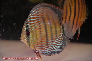 淡水魚】【通販】アルタムエンゼル コロンビア産【1匹】(3.5cm 