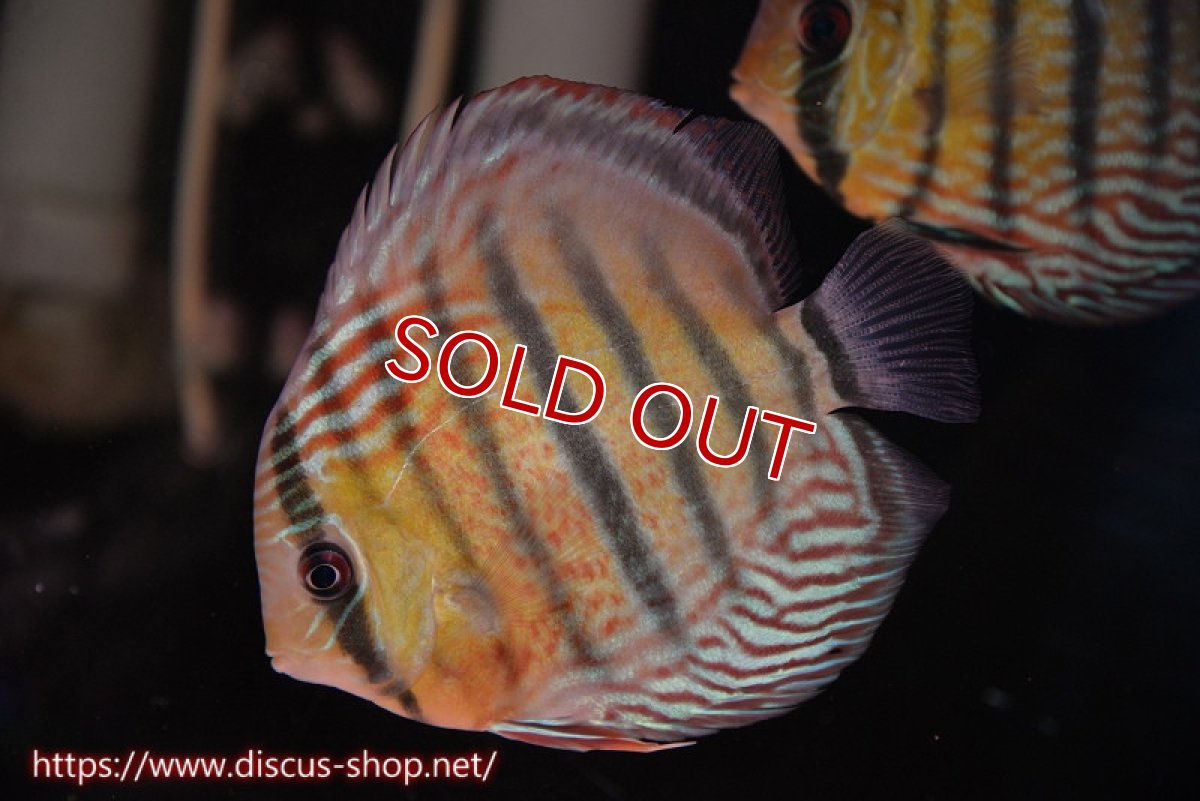 画像1: 【サマーセール対象個体　２匹以上でクーポンご利用で20％OFF】【ワイルドディスカス】【通販】ラーゴイナヌタイプロイヤルレッドエディ【個体販売】14cm（生体）ラーゴイナヌ産 (1)