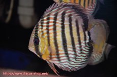 画像3: 【サマーセール対象個体　２匹以上でクーポンご利用で20％OFF】【ワイルドディスカス】【通販】ラーゴイナヌタイプロイヤルレッドエディ【個体販売】14cm（生体）ラーゴイナヌ産 (3)