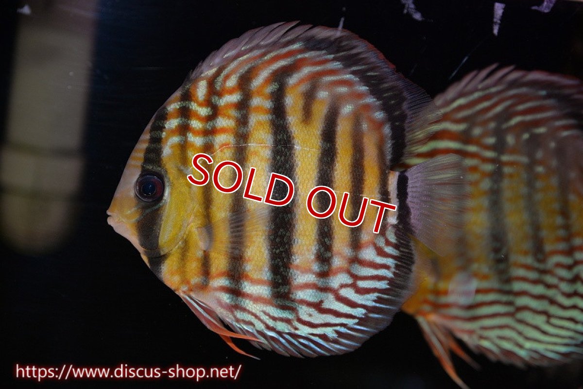 画像1: 【サマーセール対象個体　２匹以上でクーポンご利用で20％OFF】【ワイルドディスカス】【通販】ラーゴイナヌタイプロイヤルレッドエディ　ヘビーセンターバー【個体販売】14cm（生体）ラーゴイナヌ産 (1)